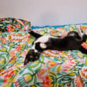 Photo of Briar