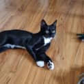 Photo of Briar