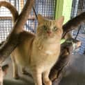 Photo of Peach