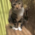 Photo of Penny