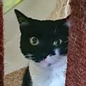 Photo of Piper