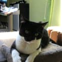 Photo of Piper