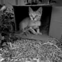 Photo of Basil