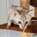 Photo of Basil