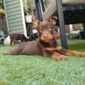 Photo of Tico