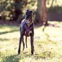 Photo of Hugo   3yo   Greyhound