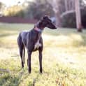 Photo of Hugo   3yo   Greyhound