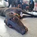 Photo of Hugo   3yo   Greyhound