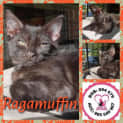 Photo of Ragamuffin 