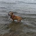 Photo of Loki