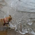 Photo of Loki