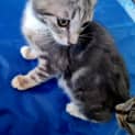 Photo of Nala