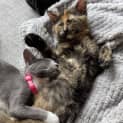 Photo of Luna (And Cleo)