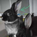 Photo of Smarty