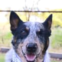 Photo of Dixie