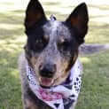 Photo of Dixie