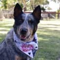 Photo of Dixie