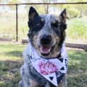 Photo of Dixie