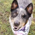 Photo of Dixie