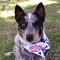 Photo of Dixie