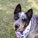 Photo of Dixie