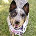 Photo of Dixie