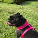 Photo of Gypsy
