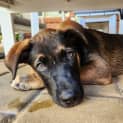 Photo of Mavis