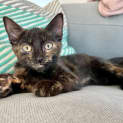 Photo of Ada (Was Ebony)