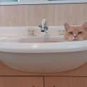 Photo of Pumpkin