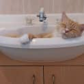 Photo of Pumpkin