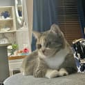 Photo of Nala Located In Werribee