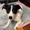 Photo of Checkers