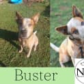 Photo of Buster
