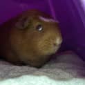 Photo of Mocha (Guinea Pig 92)