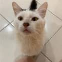 Photo of Enzo
