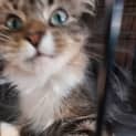 Photo of Catzzi