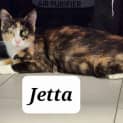 Photo of Jetta
