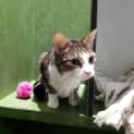 Photo of Slinky