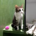 Photo of Slinky