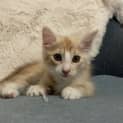 Photo of Winston (Was Lime)