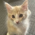 Photo of Winston (Was Lime)