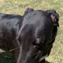 Photo of Rocket