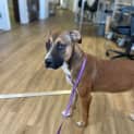 Photo of Bella