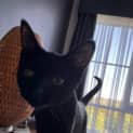Photo of Violet   Located In Greensborough
