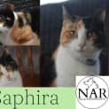 Photo of Saphira