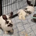 Photo of 🐰Star & Nova🐰(Located In Mount Evelyn)