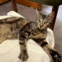 Photo of Cleo