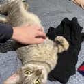 Photo of Minto