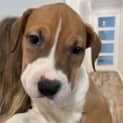 Photo of Clover